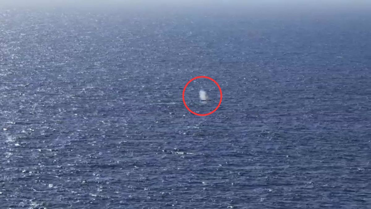 Animal no longer in barge: Humpback whale released in the North Sea